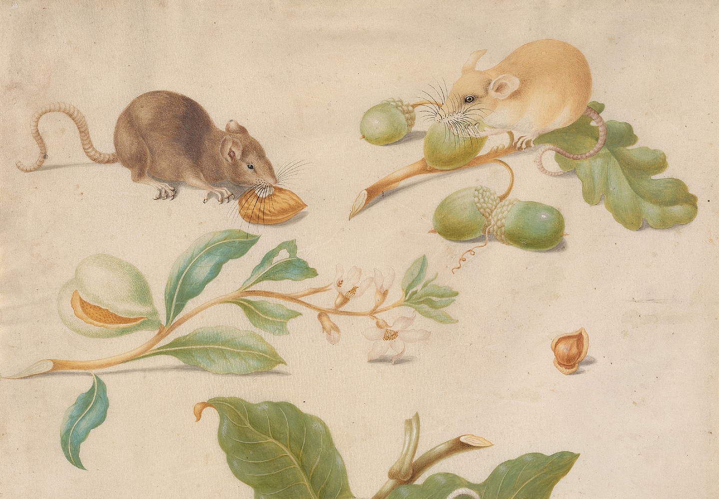 In Her Garden: Women Artists and Patrons in the Natural Sciences, 1650 – 1800