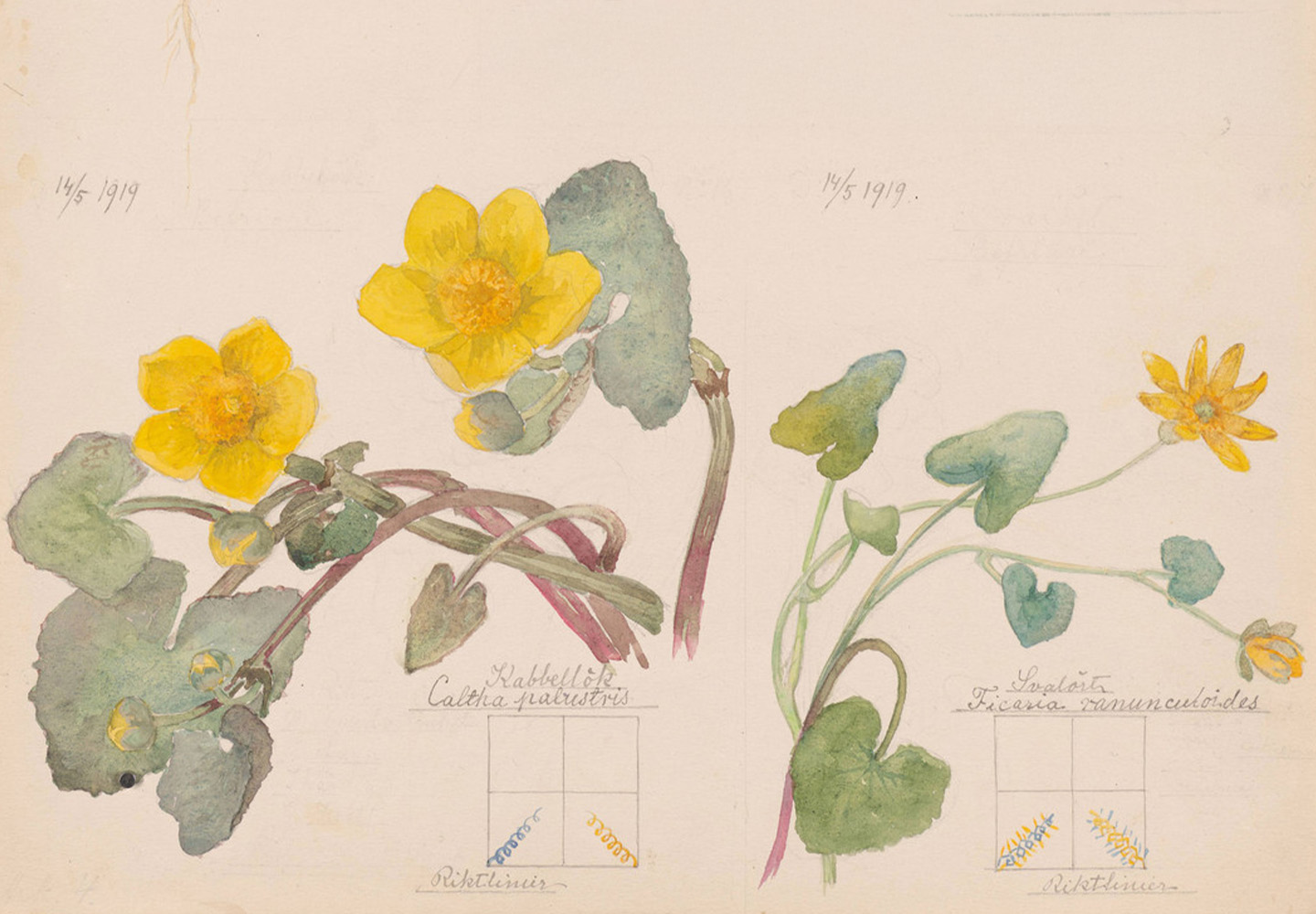 Hilma af Klint – What Stands Behind the Flowers
