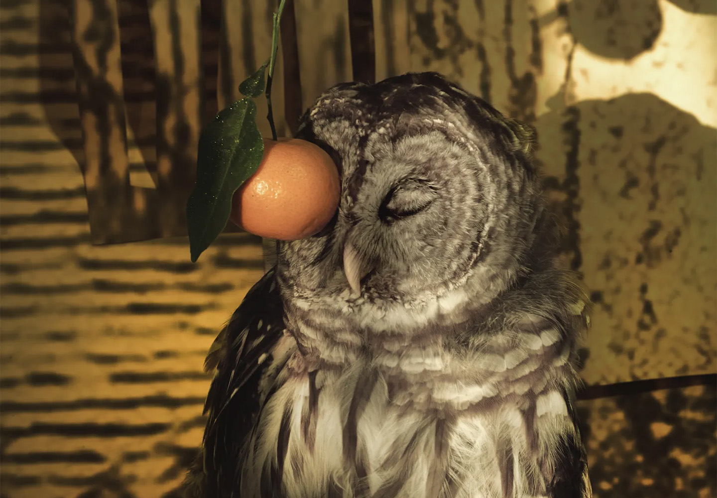 Sheida Soleimani: Panjereh